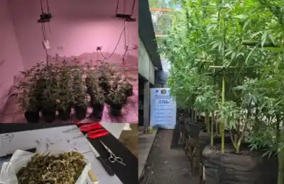 Encontraron dos invernaderos ocultos de cannabis en una casa de Alberdi y lo que hallaron adentro sorprendió a los investigadores