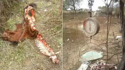 Entraron a un campo de noche y lo que encontraron al amanecer dejó helada a la dueña