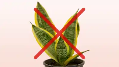 La planta que dejó en el olvido a la lengua de suegra: crece más rápido y llena de color tu casa