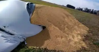 Atacaron un campo en Villa Cañás y lo que encontraron dentro de los silobolsas es desolador