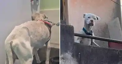Rescataron un dogo argentino de la casa del acusado por el crimen de Agostina Vega y lo que encontraron te va a impactar