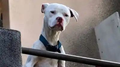 Rescataron a un dogo en la casa del principal sospechoso del femicidio de Agostina Vega y el motivo de su nombre te va a emocionar