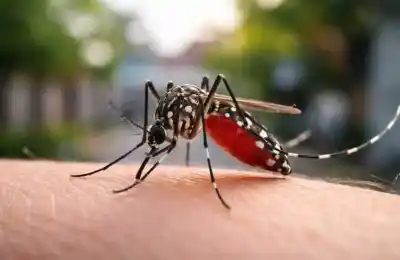 Más de 50 semanas sin dengue: el dato que sorprende y la alerta que no viste venir