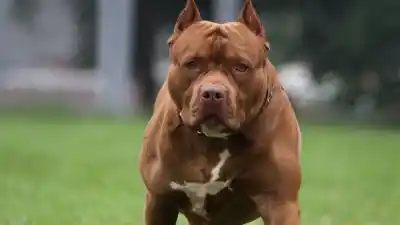 Ataque de pitbull a una nena de 8 años en Mariano Moreno: la madre pide justicia y revela el drama que viven