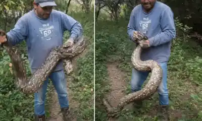 Encontró una enorme serpiente en su campo y lo que hizo después sorprendió a todos