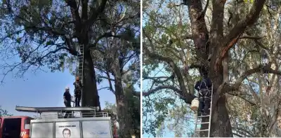 Acheral: Bomberos rescatan a gato atrapado en un árbol