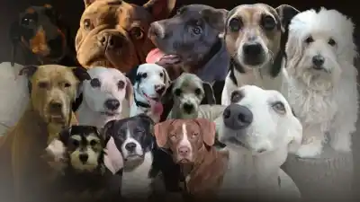El emotivo homenaje que esconde el Día Nacional del Perro: la historia del héroe de cuatro patas que lo inspiró