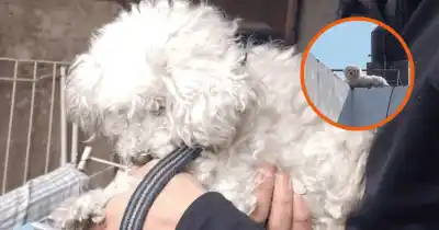 Vivía en la terraza de una casa: el hallazgo que llevó a rescatar a un caniche abandonado