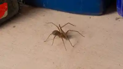 Apareció una araña de rincón en tu casa: lo que el Feng Shui revela sobre ese lugar