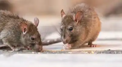 Alerta sanitaria: dos nuevos casos de hantavirus encienden las alarmas en el país