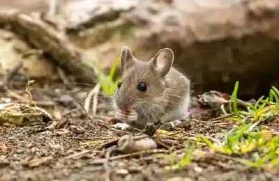 Se dispararon los casos de hantavirus: el dato que pocos esperaban de la región más afectada