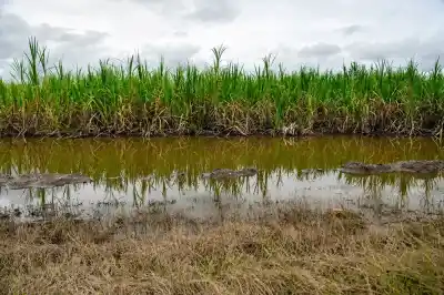 El temporal que paralizó la zafra: siete ingenios tucumanos detuvieron su producción