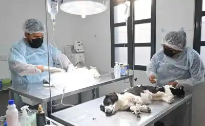 Más de 15.000 intervenciones en Zoonosis: ¿Qué harán ahora en Alto Comedero?