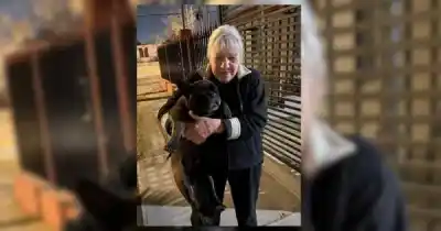 Lo robaron y lo devolvieron: el insólito final del perro enfermo que desapareció en Godoy Cruz