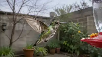 Aparecen colibríes en pleno invierno: la señal que están dando sobre tu casa