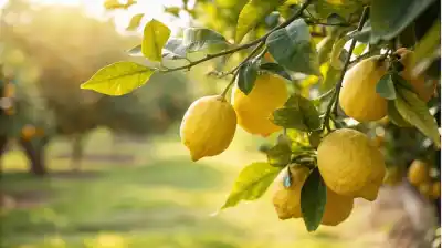 El simple truco casero para que tu limonero tenga más frutos este invierno (sin químicos)