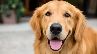Estudio sueco de 12 años revela el sorprendente vínculo entre tener perro y la salud