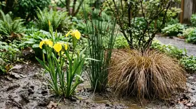 Adiós al barro en el jardín: estas 3 plantas absorben el agua y dejan el suelo firme