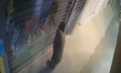 Rompió una vidriera a plena luz del día en Aguilares: las cámaras captaron todo