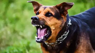 Llegó a buscar a su hija y terminó mordida por un perro en medio de una pelea