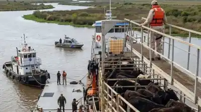 Desaparecieron 700 vacas en las islas y el encargado del campo se esfumó: lo que hallaron en la costa