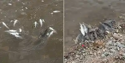 Miles de peces aparecen muertos en el río Salí y encienden todas las alarmas