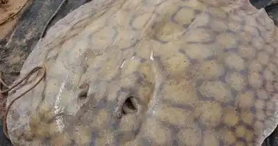 Una raya gigante de agua dulce sorprendió a los científicos al recorrer 170 kilómetros por el Paraná