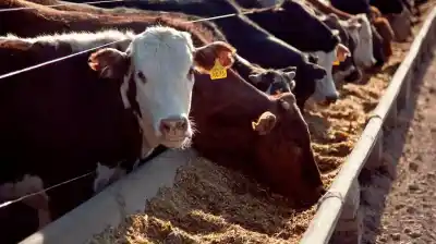 Récord en los feedlots: 2,2 millones de animales encerrados y el misterio del precio de la carne