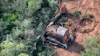 Freno total a los desmontes en Chaco: la Justicia anuló la flexibilización y los bosques nativos respiran