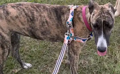 Desesperada búsqueda de “Almendra”: desapareció en San Pedrito y su familia pide ayuda