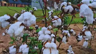 Arandu: la semilla de algodón que promete revolucionar el campo en el norte argentino