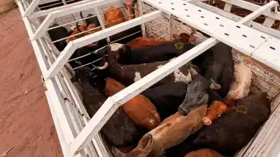 Circulaban con animales en plena noche y el control policial descubrió lo que escondían