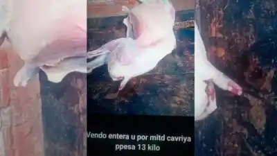 Roban cabrillas de noche y al día siguiente ofrecen la carne por WhatsApp