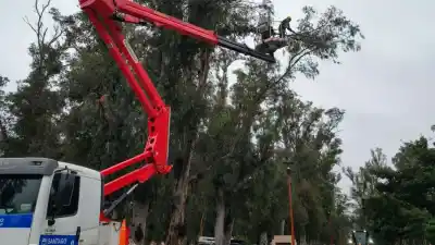 Cortaron árboles gigantes en una avenida clave y lo que encontraron arriba sorprendió a los vecinos