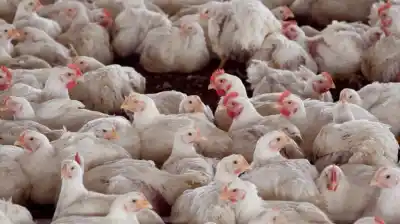 Un paso clave para el campo: Argentina vuelve a exportar carne aviar a Chile y Perú