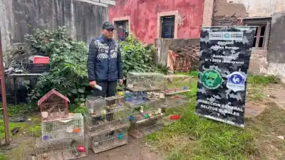 Encontraron veinte aves enjauladas en una casa de San Andrés: el dueño accedió a entregarlas