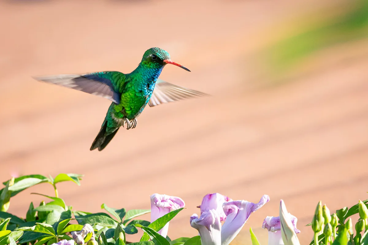 Picaflor Común (Chlorostilbon lucidus) - EcoRegistros