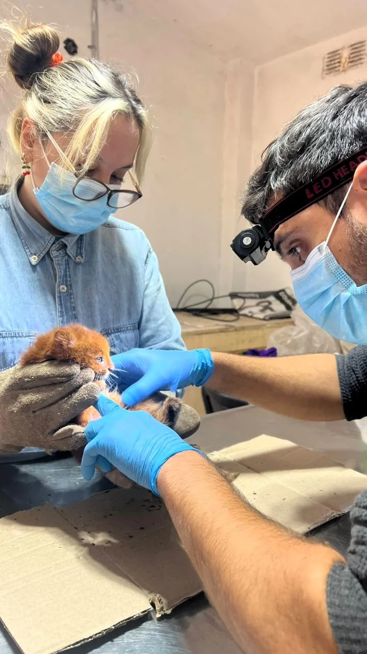 Cachorro de jaguarundí rescatado