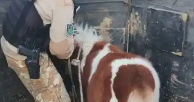 Vendía un pony robado en Facebook Marketplace y la Policía Rural lo descubrió por una marca a fuego