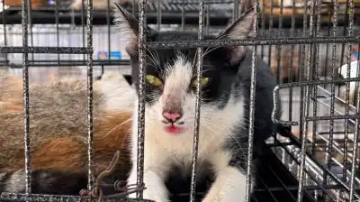 Rescataron casi 400 gatos en Vietnam: una red los vendía para consumo humano