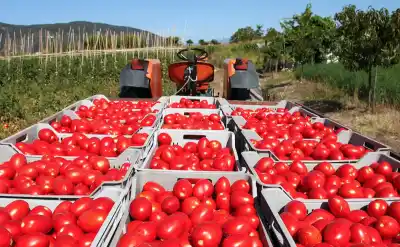 Crisis en Fraile Pintado: el tomate se vende a pérdida y los productores tiran la cosecha