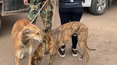 Secuestraron dos galgos en un campo bonaerense y la ONG que los recibió terminó amenazada
