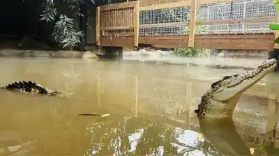 Lo arrojaron a los cocodrilos: el escalofriante ataque a un nene de 3 años en un zoológico inglés