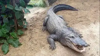 Saltó al foso de los cocodrilos para salvar a un nene de 3 años: el atacante quedó libre