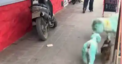 Pasearon a dos perros con la bandera argentina en el lomo y las redes explotaron en Jujuy