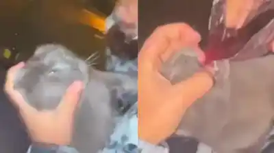 Los obligaron a beber vino y comer picante: la indignante tortura a un gato en Mar del Plata que se volvió viral
