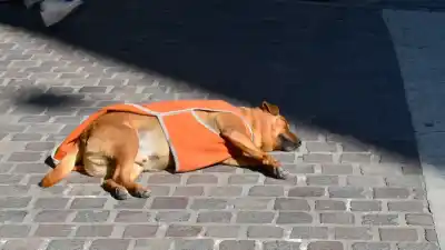 El frío se instaló en Santiago del Estero: el Día del Padre arrancó con 5 grados
