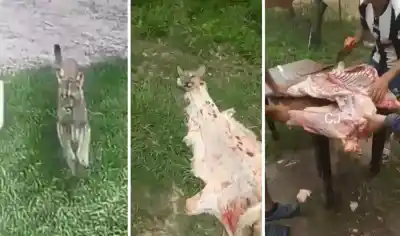 Indignante: Asesinan y Despellejan a un Puma en Estación Aráoz