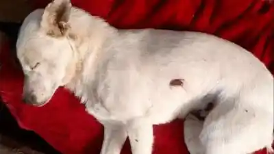 A sangre fría: atacaron a tiros a un perro en Monte Quemado y buscan a los responsables