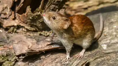 Hantavirus en Bariloche: la esposa de un paciente dado de alta terminó en terapia intensiva